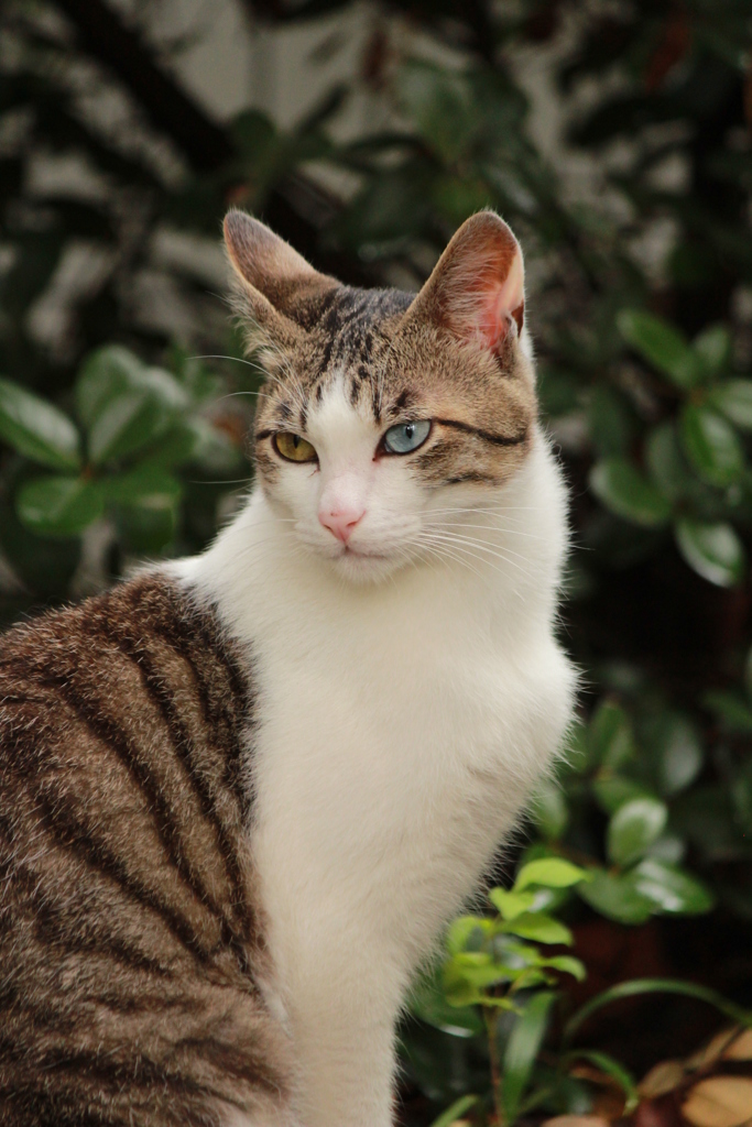 ねこ