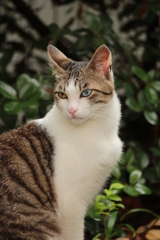 ねこ