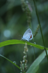 シジミチョウ