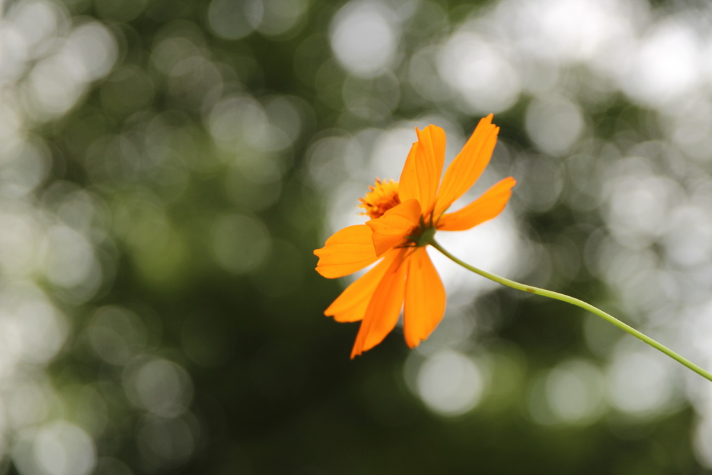 キバナコスモス