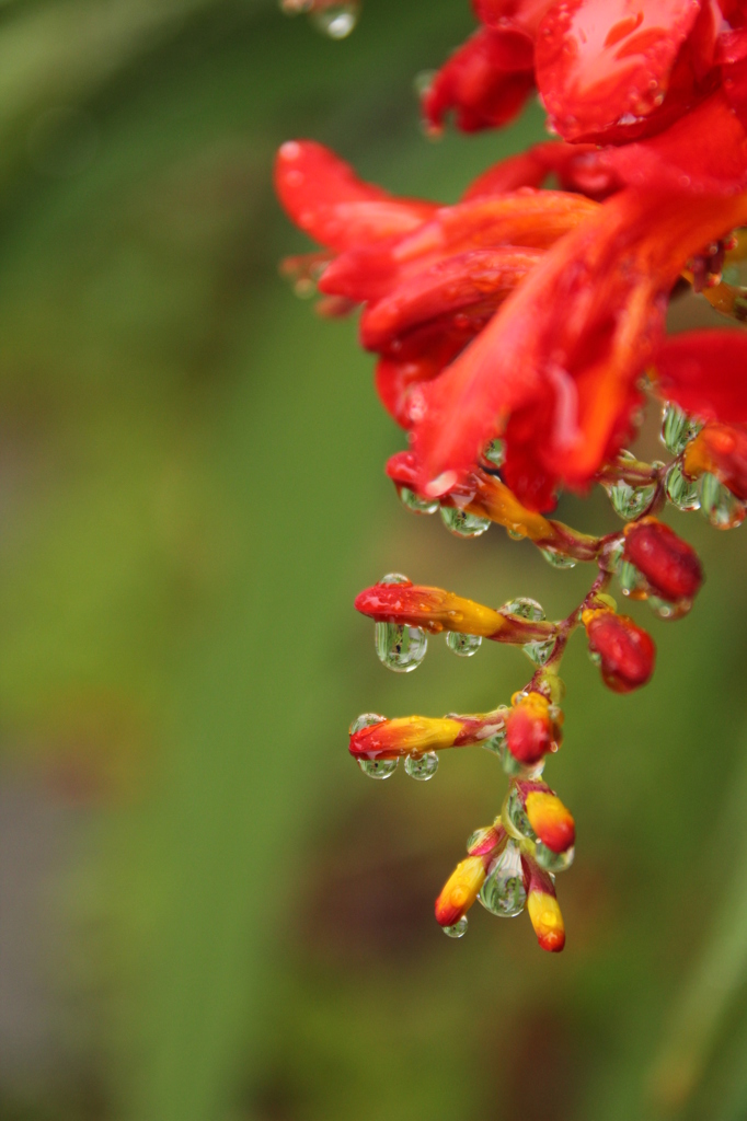 ヒメヒオウギスイセン