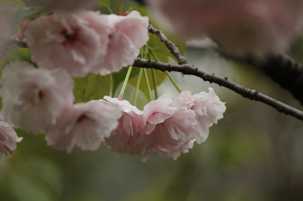 八重桜