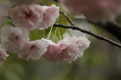 八重桜