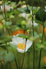 秋明菊