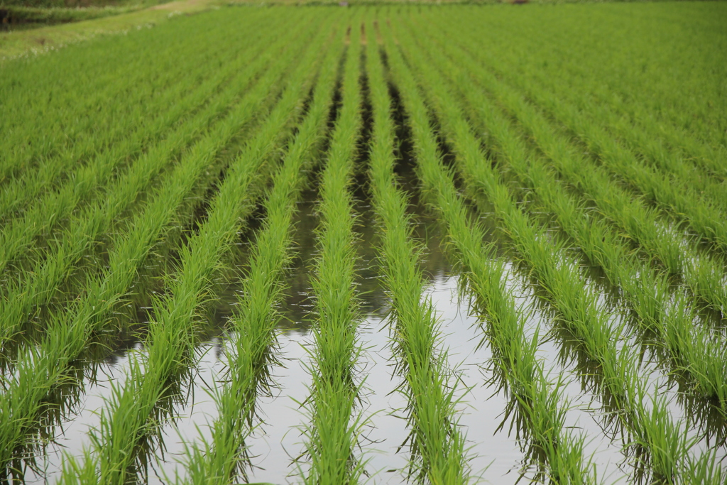 水田