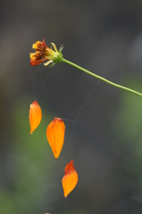 キバナコスモス キバナコスモス