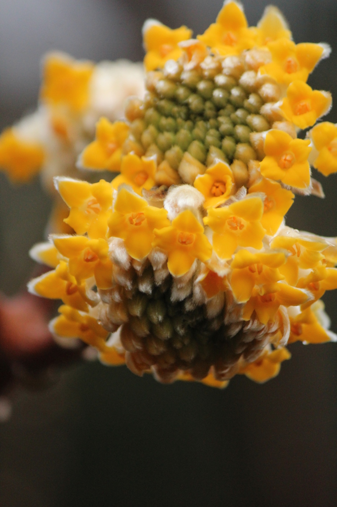 今日のみつまた