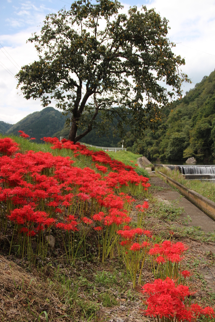 彼岸花