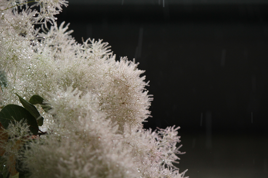 雨とスモークツリー