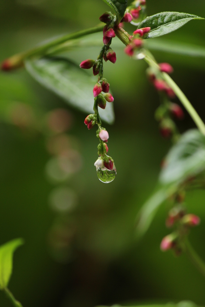 雨上がり