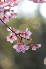 河津桜