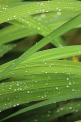 雨上がり