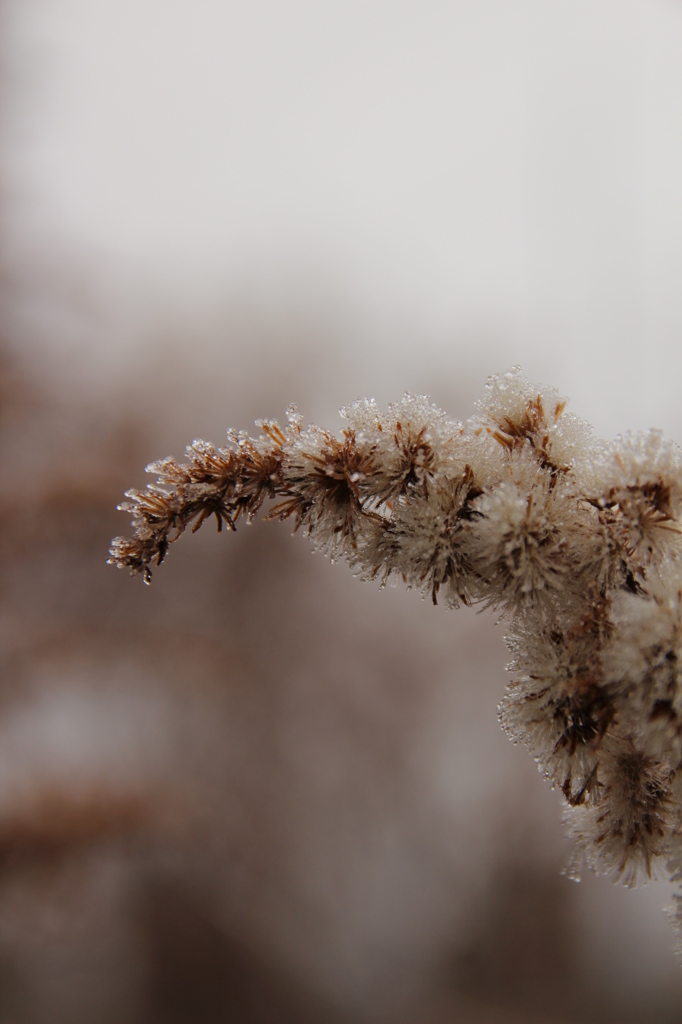 セイタカアワダチソウ