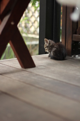 こねこ こねこ