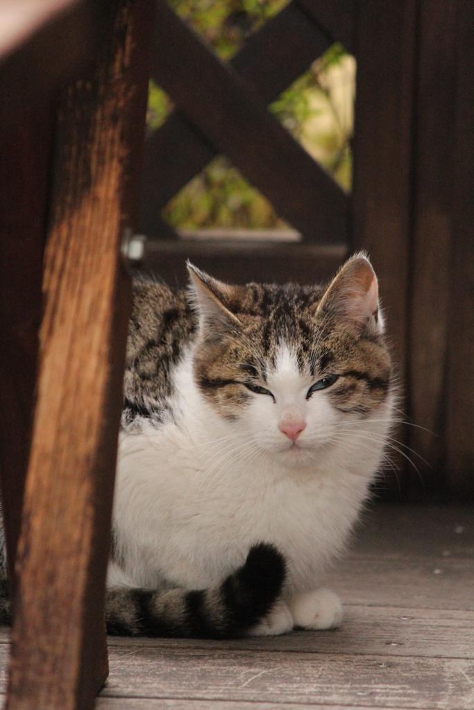 のらねこ