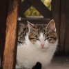 のらねこ