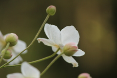 秋明菊