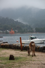 バンビと鳥居＠宮島