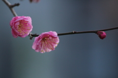 桃梅