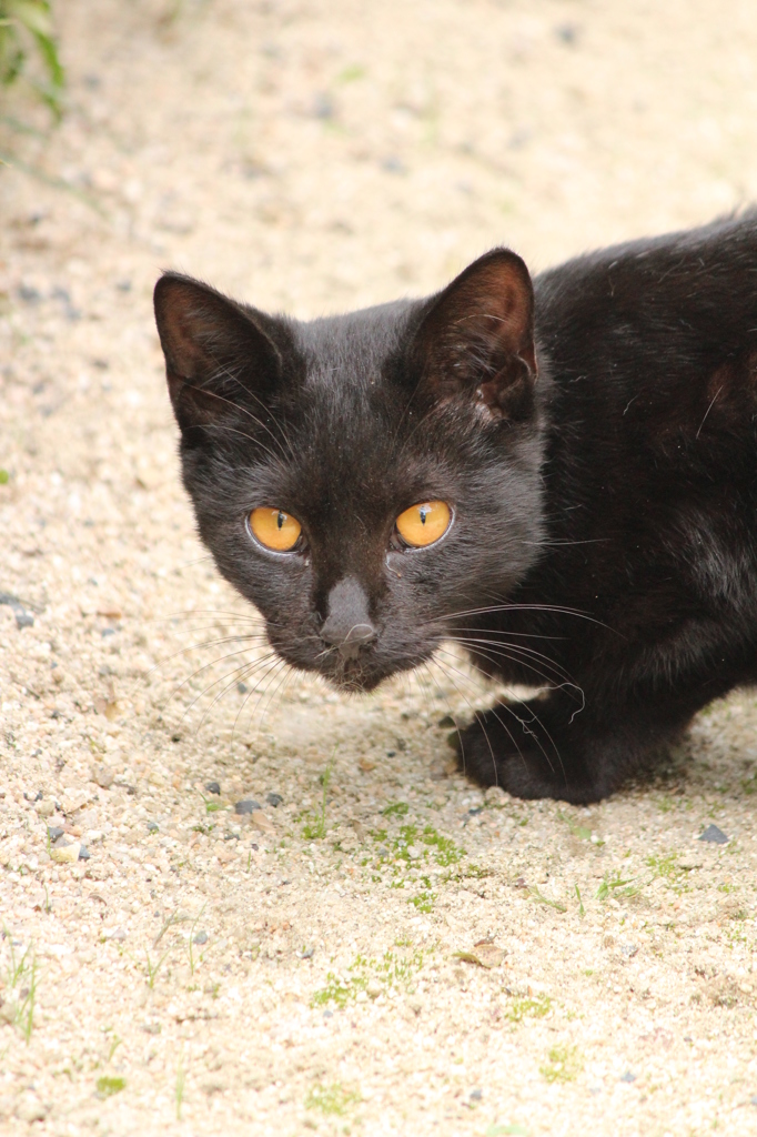 縮景園のねこ