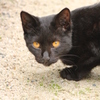 縮景園のねこ