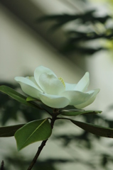 マグノリア