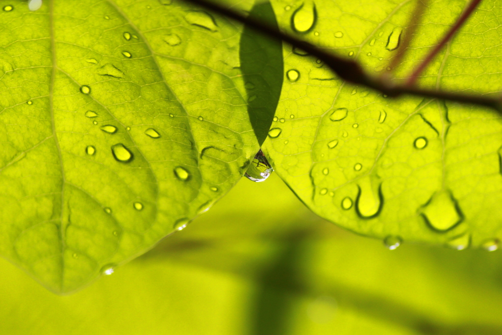 雨上がり