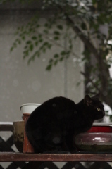 雪の日の猫