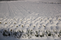 畑にもぽこぽこ