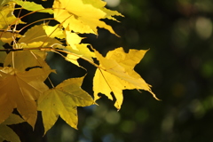 鮮やかな黄色 鮮やかな黄色