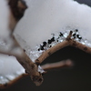 雪