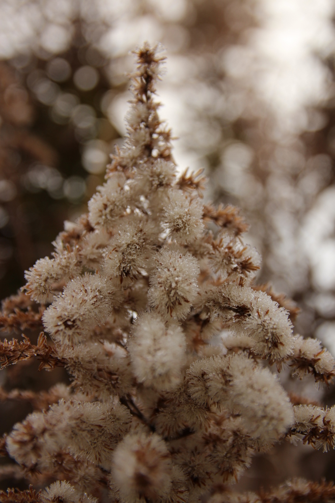 セイタカアワダチソウ