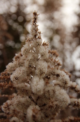 セイタカアワダチソウ