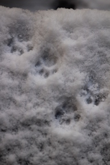 雪の日の猫さん