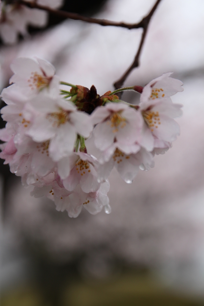 雨の日のさくら