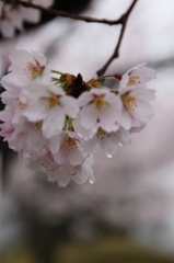 雨の日のさくら