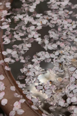 みずがめ