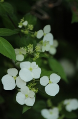 白い花