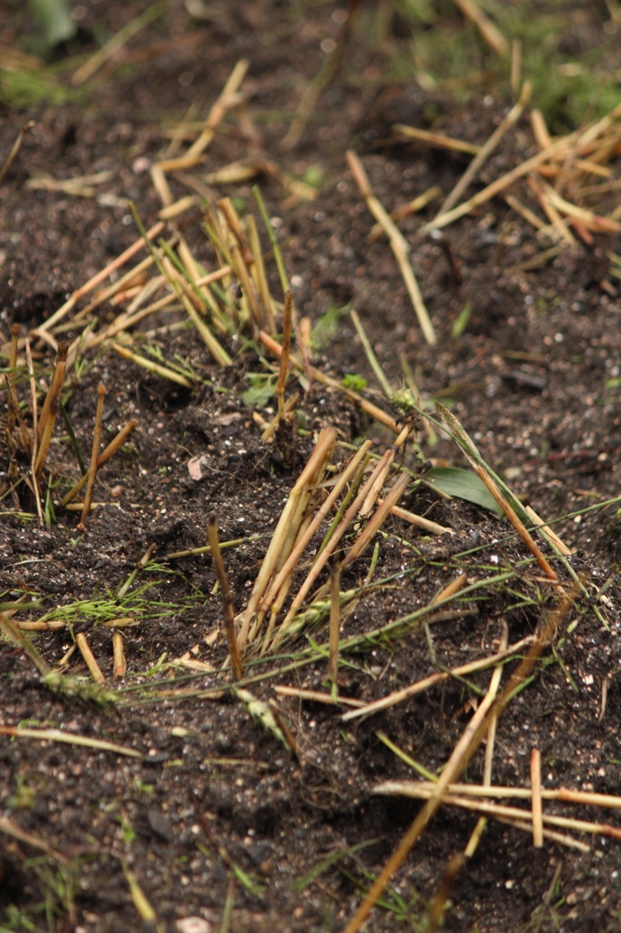 むぎむぎ刈られてしまった！