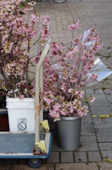 花屋さんの前