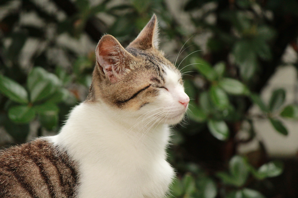 ねこ