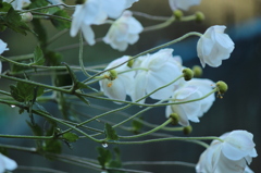 秋明菊