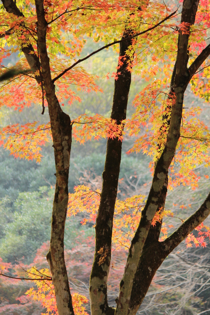紅葉