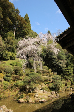 枝垂れ桜