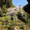 枝垂れ桜