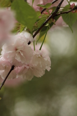 八重桜