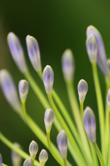 アガパンサス アガパンサス