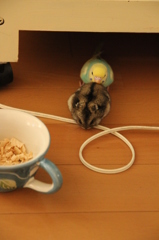 なかよし