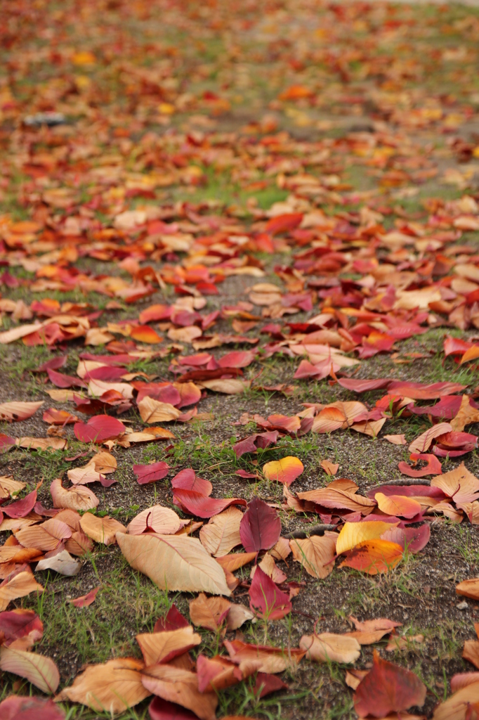 落ち葉
