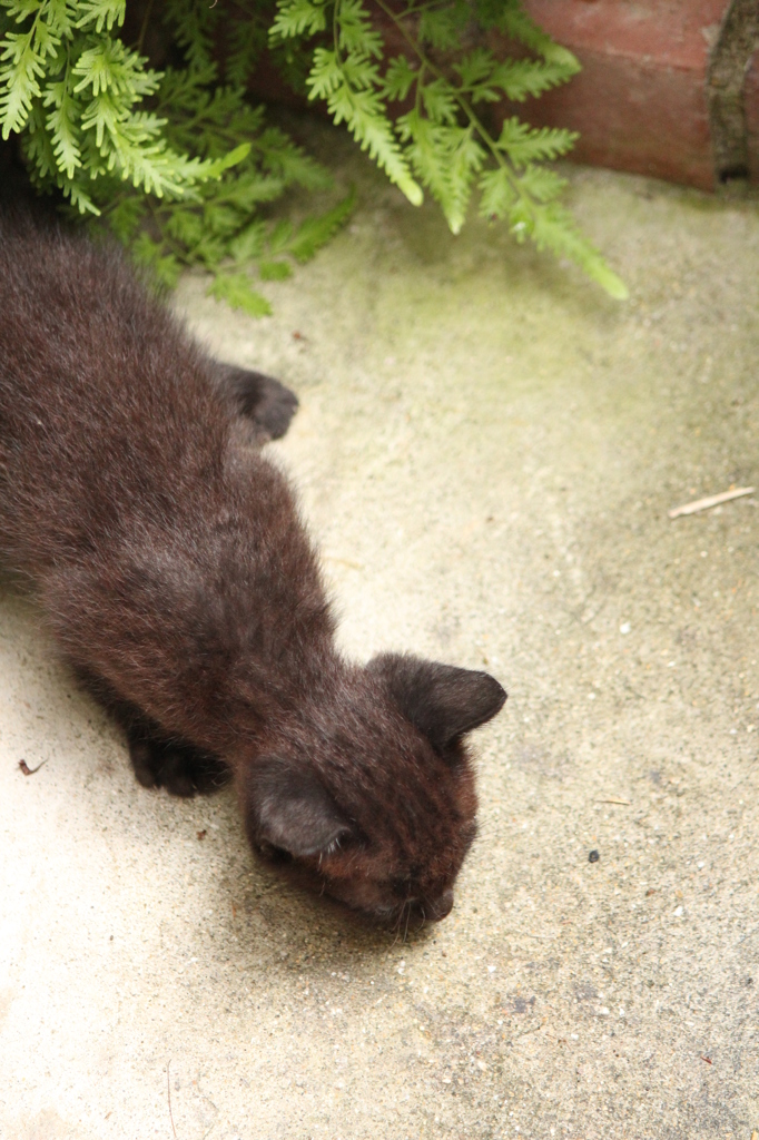こねこ